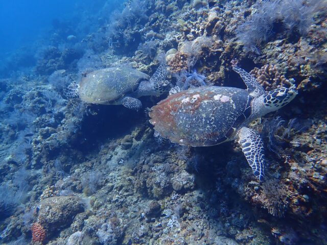 バリ島アメッドのダイビングで遭遇率が高いタイマイ(ウミガメ)
