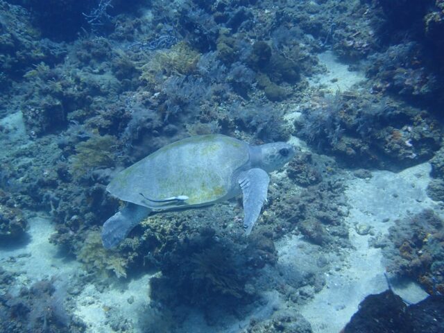 バリ島アメッドのダイビング中に出会った絶滅危惧種のヒメウミガメ