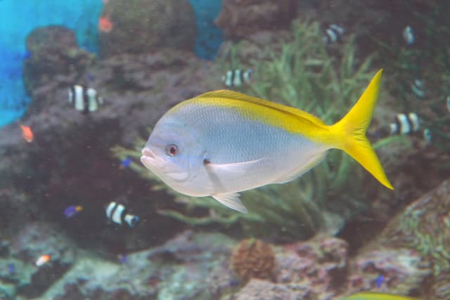 バリ島ダイビングで出会えるユメウメイロ