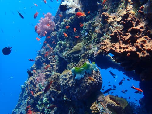 バリ島トランベンの沈船の外壁のサンゴ礁やキンギョハナダイの群れ