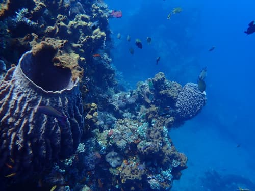 バリ島トランベンの沈船のサンゴ礁やスリバチカイメンとお魚の群れ