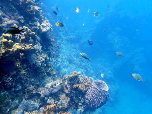 バリ島ダイビングポイント「トランベン」の沈船のサンゴ礁やスリバチカイメンとお魚の群れ