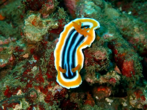 バリ島マクロダイビングで出会ったシライトウミウシ