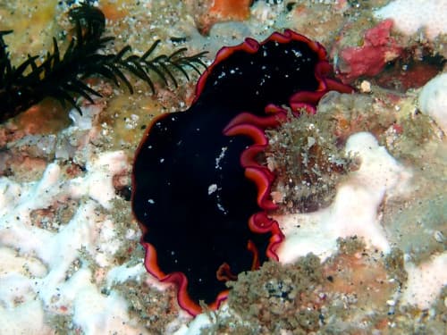 バリ島パダンバイダイビングで出会ったヒラムシの仲間