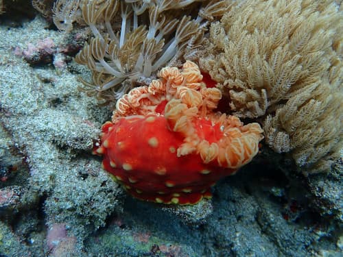 バリ島パダンバイのブルーラグーンで見つけたウミアザミに隠れているウミウシ“ギュンノドリス・アウリタ”
