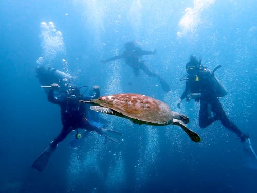 バリ島トランベンでウミガメと遭遇してテンションアゲアゲのダイバー達