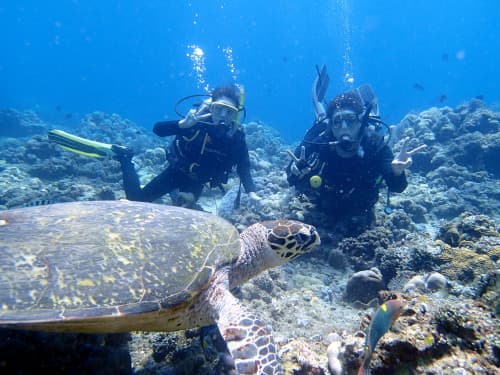 バリ島ダイビングでウミガメと一緒に写真を撮るダイバー