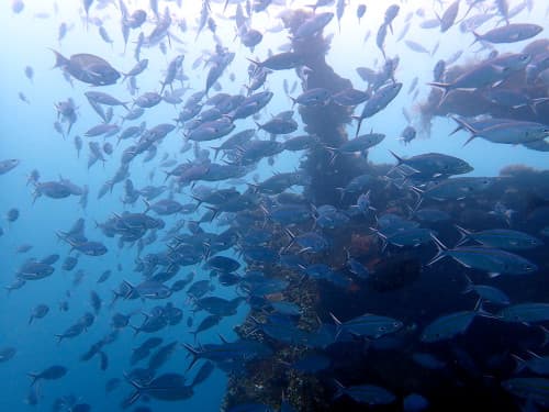 バリ島トランベンの沈船ダイビングポイントに群れるお魚たちの魚影
