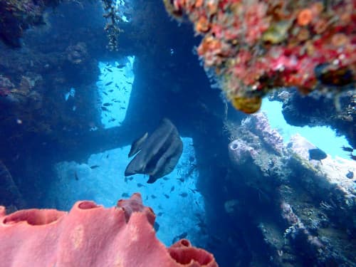 トランベンのリバティーレックの中を泳ぐツバメウオ