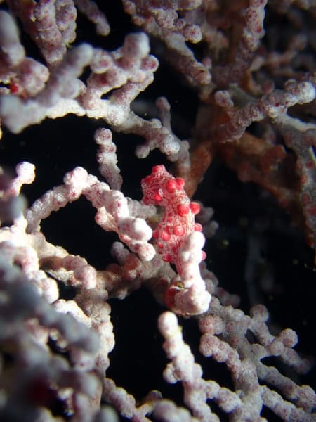 バリ島パダンバイのダイビングポイント”パシルプティ”で見つけた向こうを向いてるピグミーシーホース