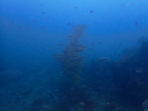 雨季のバリ島パダンバイでの透明度が悪いダイビング中にパシルプティで出会ったアカヒメジの群れ