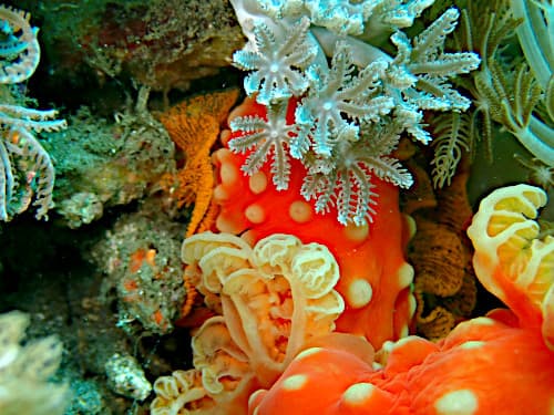 バリ島パダンバイのギュンノドリスアウリタ(ウミウシ)の産卵