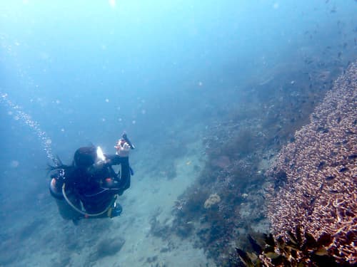 バリ島パダンバイのエダサンゴの群生の上に群れるデバスズメダイの群れにカメラを向けるバリ島くらげ村のダイビングゲスト様