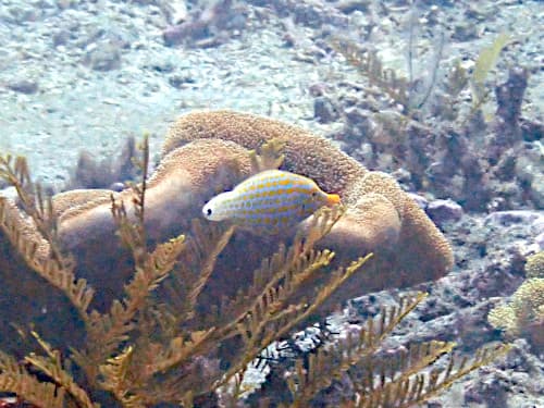 バリ島のサンゴ礁域でたまに見られるテングカワハギ、通称ヤングコーン