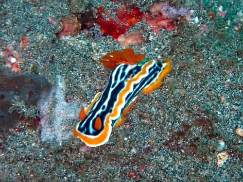 バリ島パダンバイのダイビングで見られるシライトウミウシ