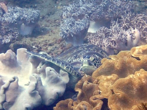 バリ島パダンバイのダイビング中に出逢ったソフトコーラルの上で休んでいるアオウミガメ