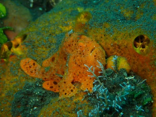 バリ島ダイビング中に出逢ったオレンジ色のイロカエルアンコウ