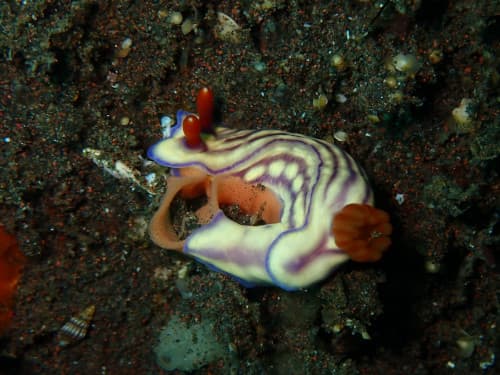 バリ島ダイビングポイントBatuNitiで出会った産卵中のクチナシイロウミウシ