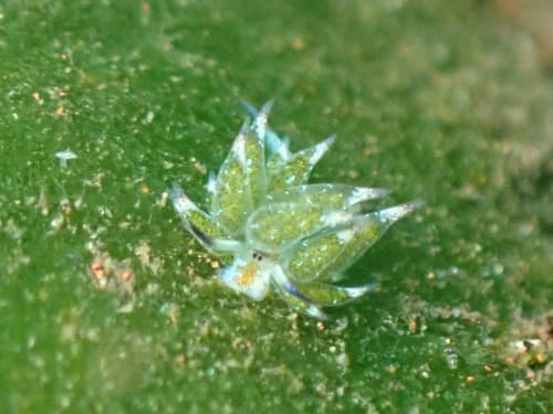 バリ島マクロダイビングポイントのコテングノウチワにくっついているクサイロモウミウシ