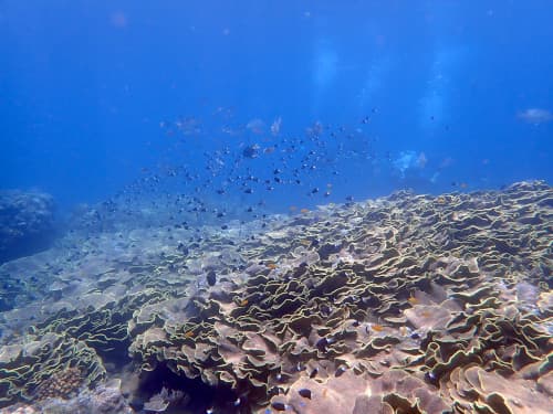 透明度抜群のバリ島のキッカサンゴの群生地