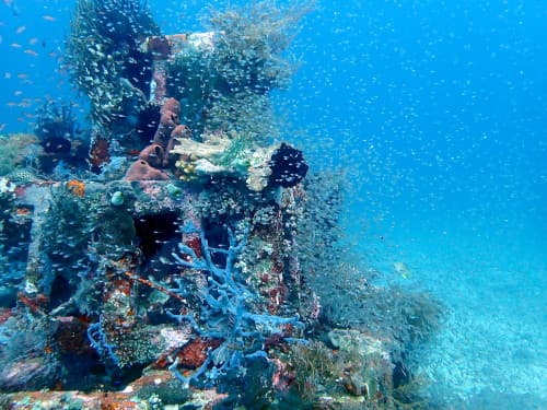 バリ島アメッドのダイビングポイント“ピラミッド”のピラミッド漁礁に群れるスカシテンジクダイ