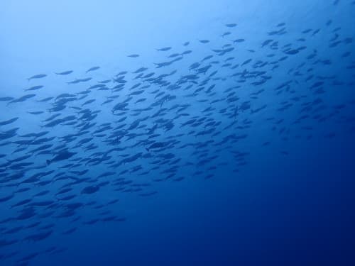 バリ島ダイビングですれ違ったササムロの大群