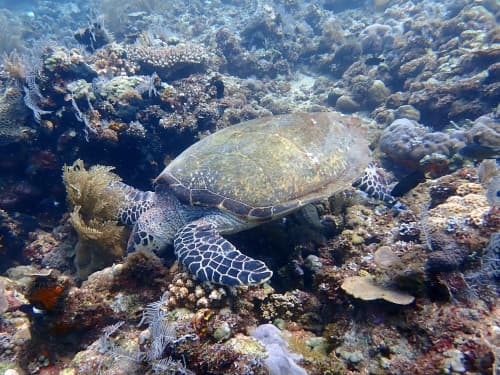 バリ島ダイビングで出会った食事中のタイマイ