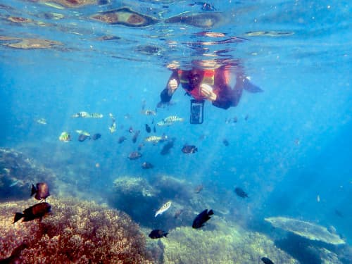 バリ島パダンバイのシュノーケリングでリーフの上を泳いで手の届きそうなところにいる魚を眺める初心者シュノーケラー
