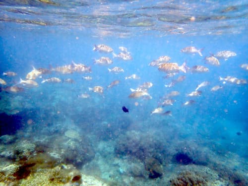 パダンバイのリーフの上に群れるイスズミ