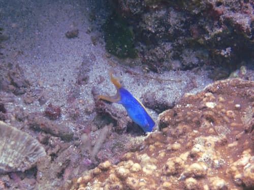 バリ島シュノーケリング中に見つけたハナヒゲウツボの成魚
