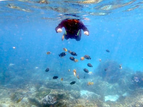 サンゴ礁とお魚の群れを水面から楽しむシュノーケラー