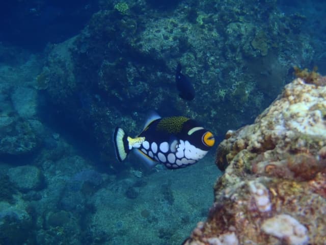 バリ島ダイビングで出逢えるモンガラカワハギ