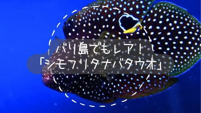 バリ島ダイビングで出会える星空の魚｜シモフリタナバタウオの魅力