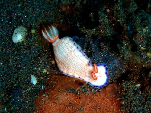 ヒプセロドリス・カテリナエ (Hypselodoris katherinae) バリ島ダイビングで見られるウミウシ