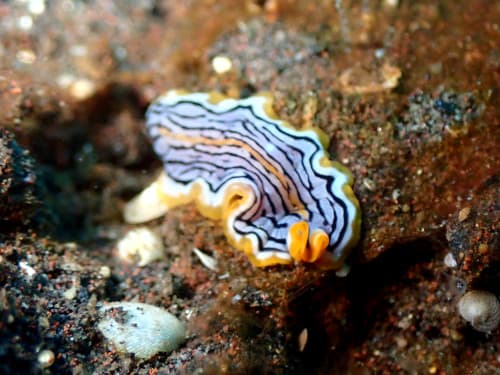 プラエステケラエウス・ベロストリアトゥス（Praestheceraeus bellostriatus）バリ島ダイビングで見られるヒラムシ