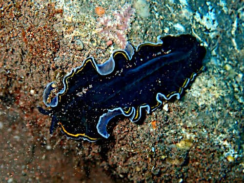 ピセウドビセロス・ハンコッカヌス (Pseudobiceros hancockanus) バリ島ダイビングで見られるヒラムシ