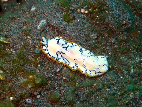 プセウドケロス・シンティラトゥス (Pseudoceros scintillatus) バリ島ダビングで見られるヒラムシ