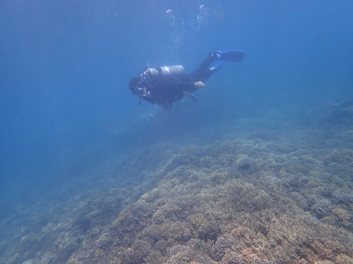 体験ダイビングチームと一緒に参加し、バリ島の海をのんびり楽しむファンダイバー