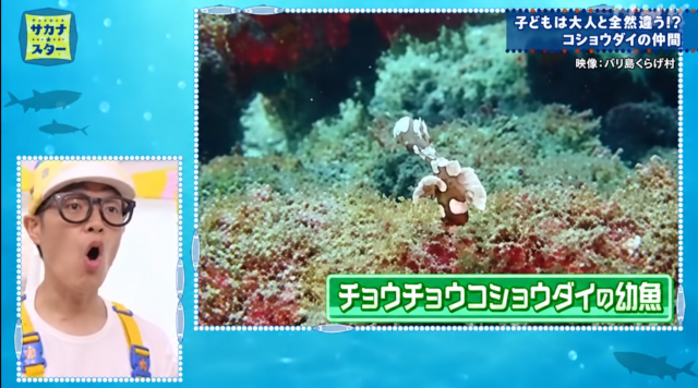 NHK「ギョギョッとサカナ★スター」でチョウチョウコショウダイの幼魚が紹介され、右上に「映像：バリ島くらげ村」と表示された番組画面