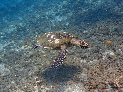 バリ島パダンバイの海底付近を泳ぐタイマイ（ウミガメ）