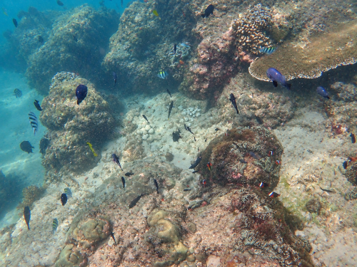 バリ島のシュノーケリングで見られる、サンゴ礁や岩場の周りを泳ぐさまざまな熱帯魚の水中風景